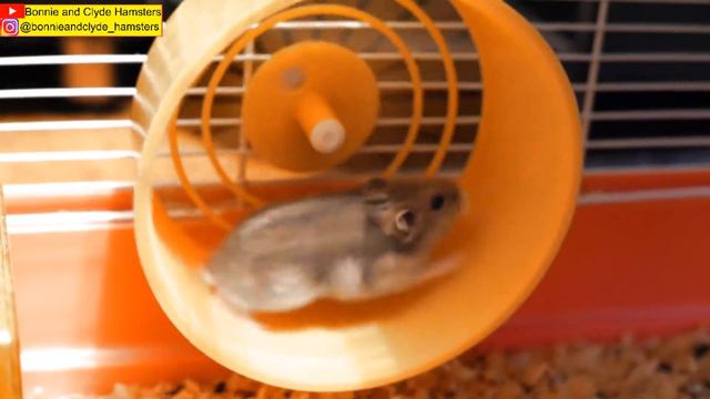NOT GONNA GET US... (Hamster Race) НАС НЕ ДОГОНЯТ... (Хомячиные бега) смотреть онлайн
