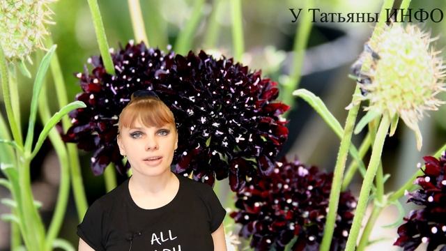 Эти НЕОБЫЧНЫЕ ЦВЕТЫ способны ОЖИВИТЬ любую КЛУМБУ! смотреть онлайн