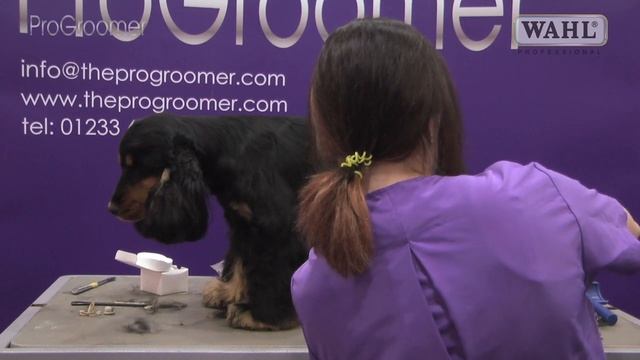 Grooming Guide - Cocker Spaniel - Handstrip/Show/Competition Trim - Pro Groomer смотреть онлайн