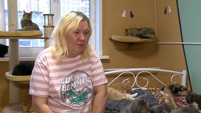(12+) В рубрике «Мытищи – это МЫ» – котодом «Мохнатые лапки», где живет 100 животных смотреть онлайн