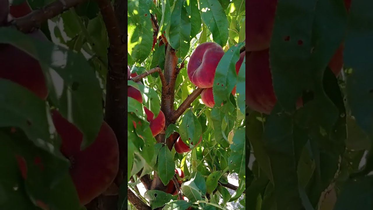 инжирный персик Свит Кап (Sweet Cap) смотреть онлайн