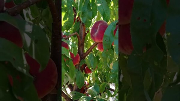 инжирный персик  Свит Кап (Sweet Cap)