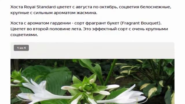 Цветут и пахнут. 10 самых Ароматных многолетников для Вашего сада