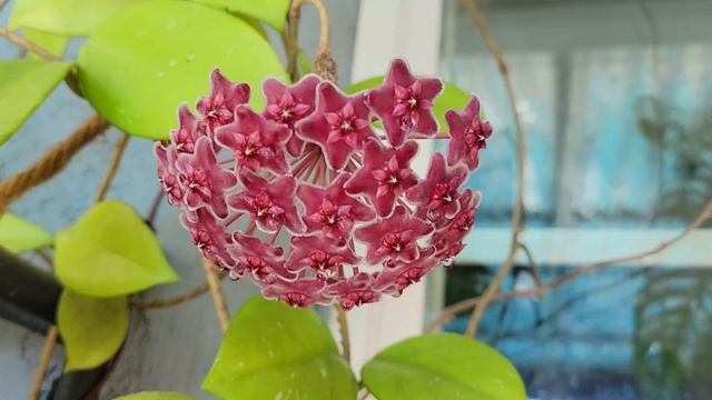 Hoya sp.Ban Nigong Ngoy. Хойя(карноза) смотреть онлайн