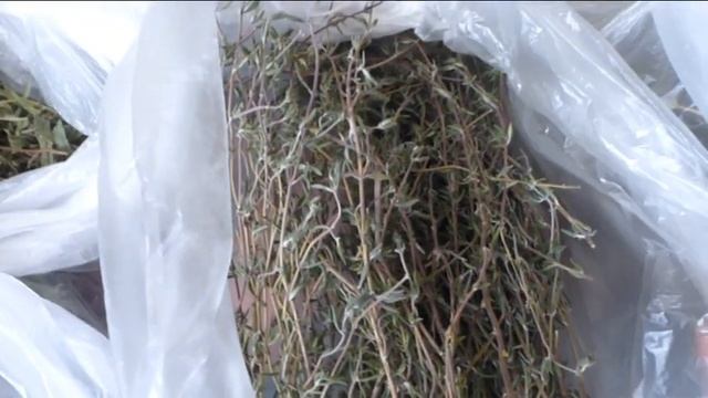 Великолепие пряно- ароматических трав.