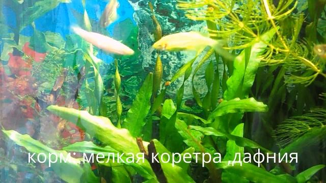 Данио содержание смотреть онлайн