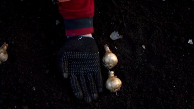 Посадка гиацинтов смотреть онлайн