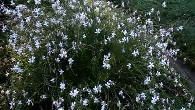 Посадите гауру и наслаждайтесь её необычным цветением! смотреть онлайн