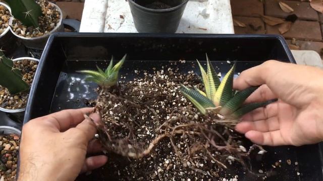 วิธีแยกหน่อต้นฮาโวเทีย ม้าเวียนด่าง Haworthia limifolia Marloth variegata CactusAgain смотреть онлайн