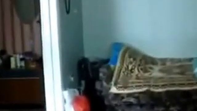 Кот говорит по телефону