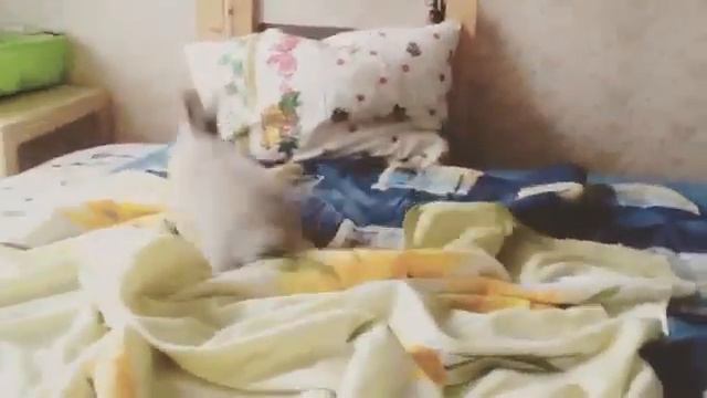 Кролик скачет смотреть онлайн