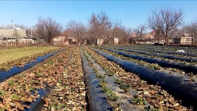 Клубника как хобби,первые работы чистка старого листа. смотреть онлайн