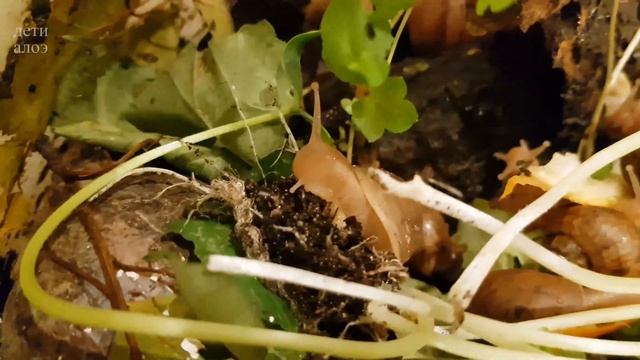 Улитка ест землю и корни. Улитководы, не тупите // Дети Алоэ смотреть онлайн
