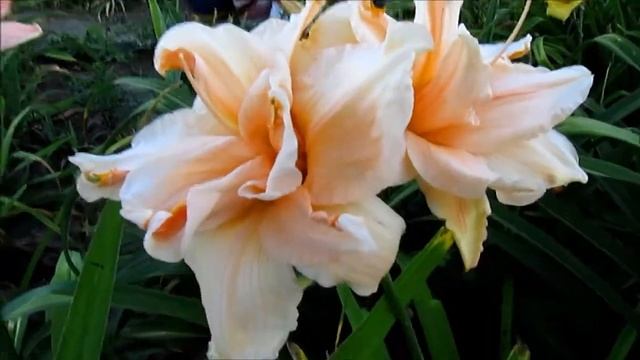 Скатербрайн лилейник махровый смотреть онлайн