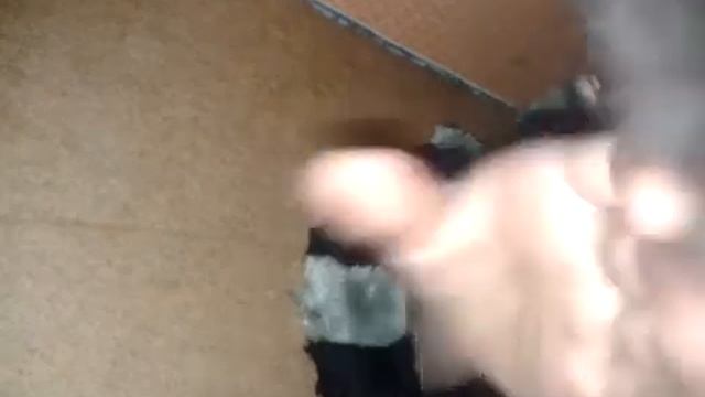 Скрытая камера в домике у кошки