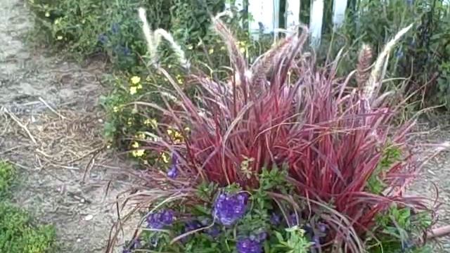 How To Grow Pennisetum Variegated Red Fountain Grass Fireworks- Dramatic-Intense Color All Season