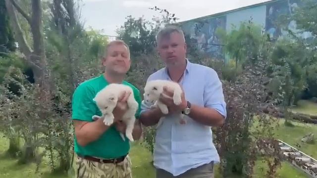 Виктор Жиленко приехал к Олегу Зубкову посмотреть белых львят! Тайган смотреть онлайн