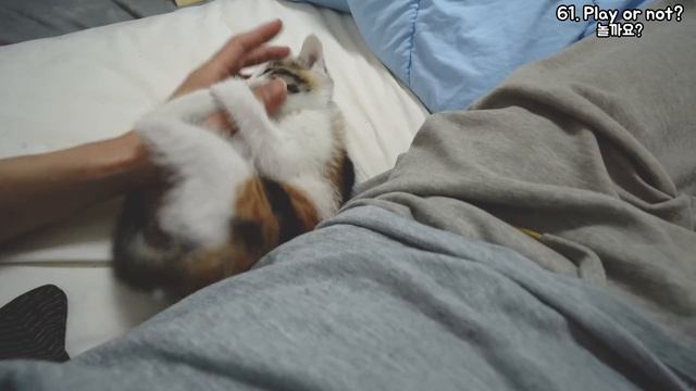 The Peek-a-boo Game that Started Once. My Kitten is having a Lot of Fun! смотреть онлайн