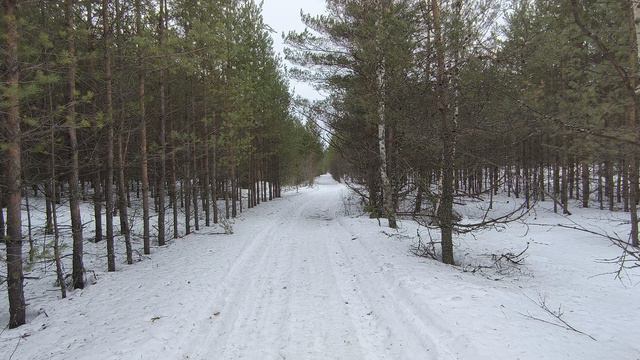 Лесная дорога. Март 2024 смотреть онлайн