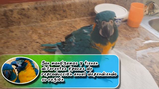 guacamayo barba azul: La familia modelo de las aves - documental de animales salvajes смотреть онлайн
