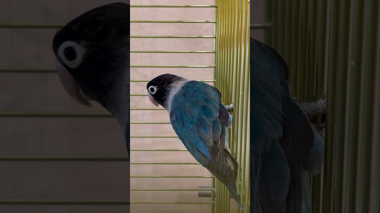 Попугай Неразлучник Масковый голубой смотреть онлайн