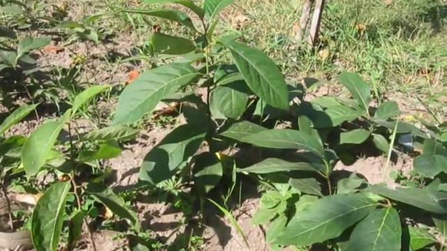 Сеянцы хурмы 11 сентября 2019 года Глухов зона 5 а в ОГ смотреть онлайн