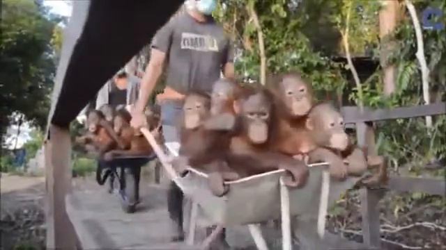 Обезьяны смотреть онлайн