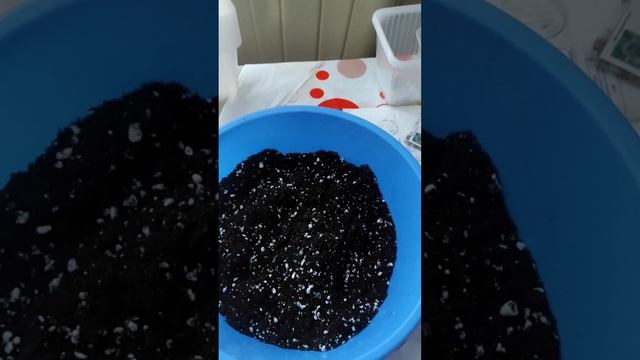 2 декабря, посев примулы полиантовой, аурикулы, левизии??? смотреть онлайн