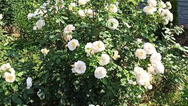 Просто Вау-цветение! ? Роза Крокус Роуз (Crocus Roze).