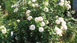 Просто Вау-цветение! ? Роза Крокус Роуз (Crocus roze).