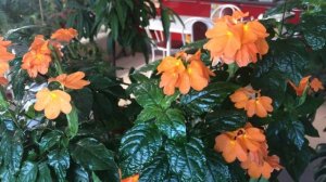 ЭТОТ ЦВЕТОК ДОЛЖЕН БЫТЬ У КАЖДОГО | КРОССАНДРА УХОД В ДОМАШНИХ УСЛОВИЯХ