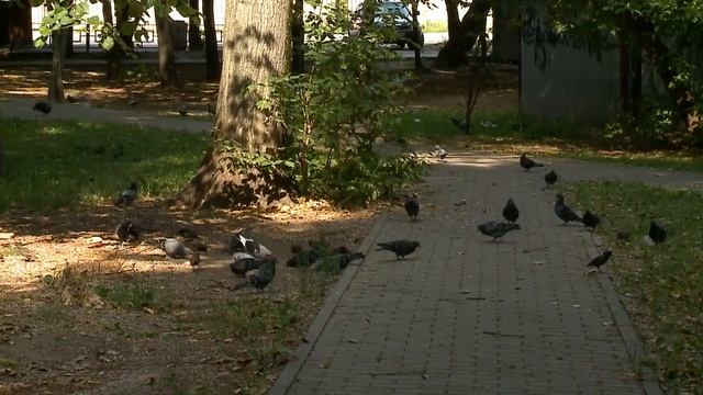 (12+) Крысы в доме – что делать? смотреть онлайн