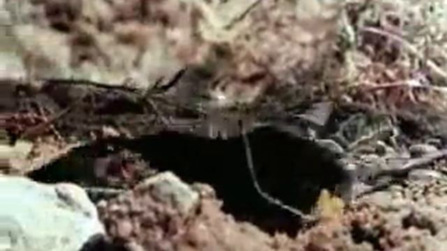 Водяная землеройка Кутора смотреть онлайн