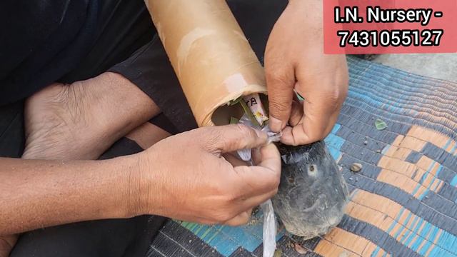 Grafted Fruit Plants in Low Price || Buy online Fruit Plants || Unboxing Fruit Plants смотреть онлайн