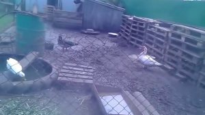 Утка за 2 месяца- реально ли? выращивание пекинских уток