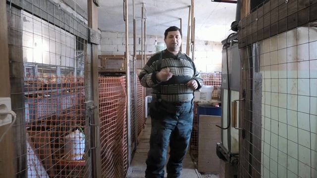 Расклëв клоаки, у кур Супер ник и Каралы смотреть онлайн