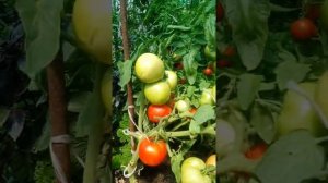 Эти томаты удивили меня своей урожайностью. Обзор сортов помидоров. Август 2019 года.