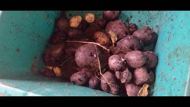 Капаем Фиолетовую картошку смотреть онлайн