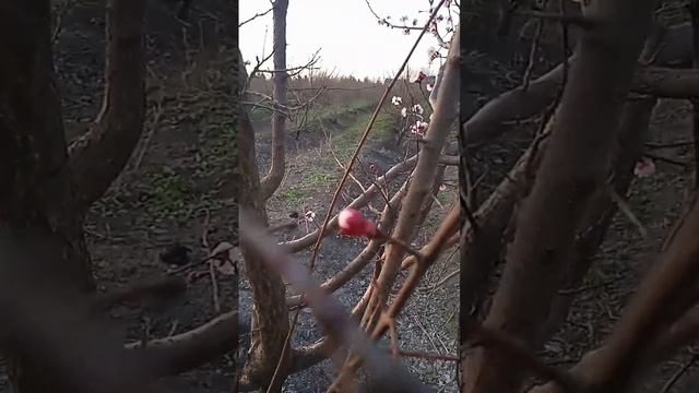 Абрикос цветёт #абрикос #фрукты #природа #kurdistan #iraq #весна #цветы смотреть онлайн