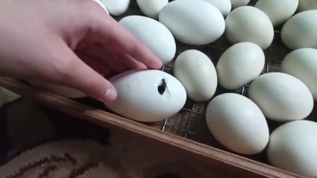 Начался наклев у гусиных яиц/что я делаю чтобы скорлупа стала мягче смотреть онлайн