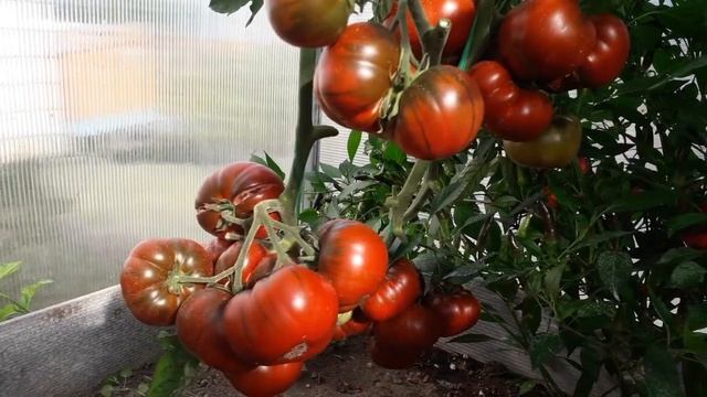 Черный Крымский Голицина смотреть онлайн