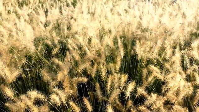 Best Ornamental Grasses - Pennisetum 'Hameln' (Fountain Grass) смотреть онлайн