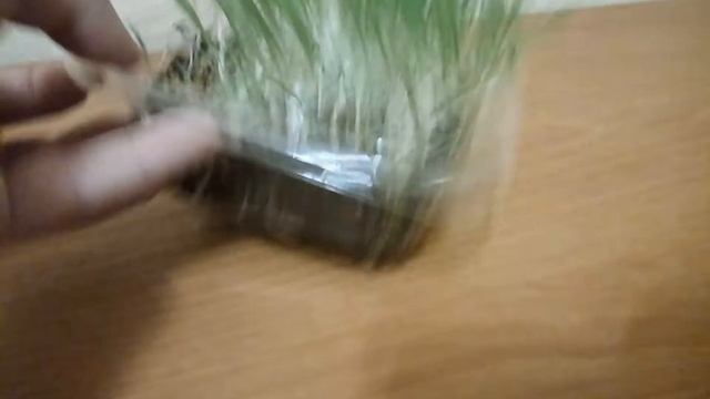 Просо для попугая на 6 день после посадки/Что изменилось? смотреть онлайн