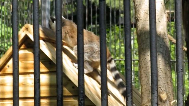 Лемуры с малышами на улице 26.05.2023 смотреть онлайн