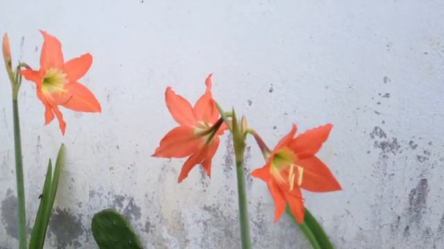 Lan huệ lâu lâu mới nở ! смотреть онлайн