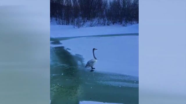 Лебедь (стих под музыку)