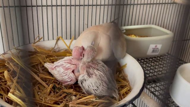 Египетские (смеющиеся) горлицы, кормление двух птенцов. смотреть онлайн