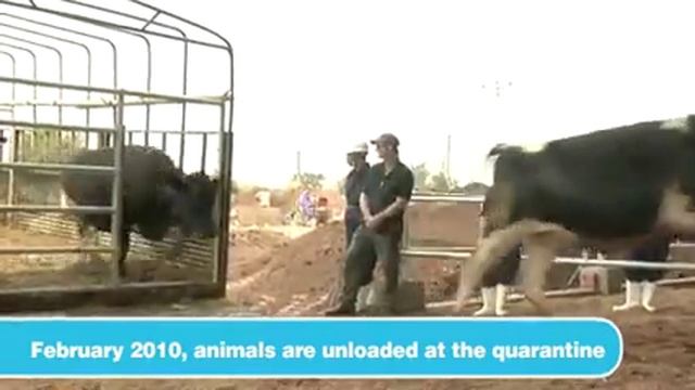 Dairy Project of TH True Milk in Nghe An - Vietnam смотреть онлайн