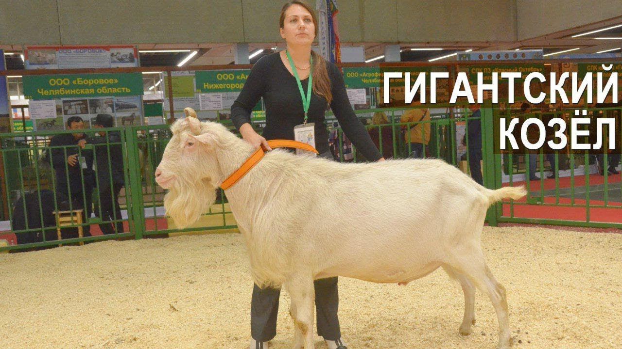Гигантский козел-производитель Зааненской породы. Выставка Золотая Осень-2017 смотреть онлайн