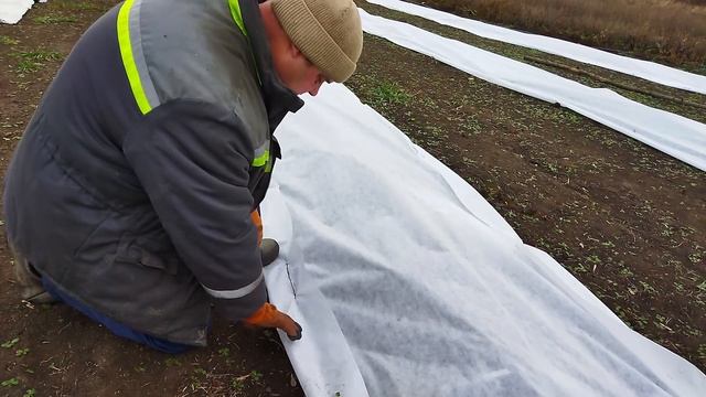 Как укрыть ежевику на зиму. Укрыли 240 погонных метров ежевики первогодки. смотреть онлайн